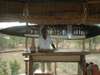 Selous Impala Camp - Bar 